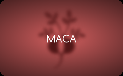 Maca Ratgeber