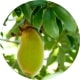 BaoBab Kapseln kaufen